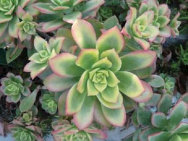 Aeonium 'Kiwi Pinwheel'