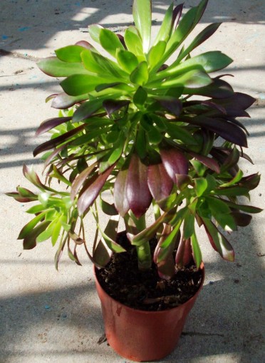 Aeonium arboreum atropurpureum 'Zwartkop'