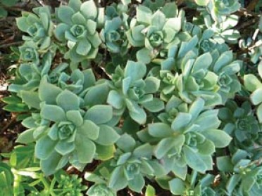 Aeonium haworthii 'Green Pinwheel'