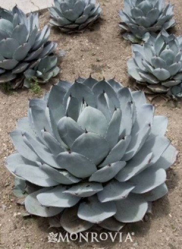 Agave 'Artichoke'