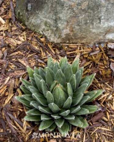 Agave 'Queen Victoria'