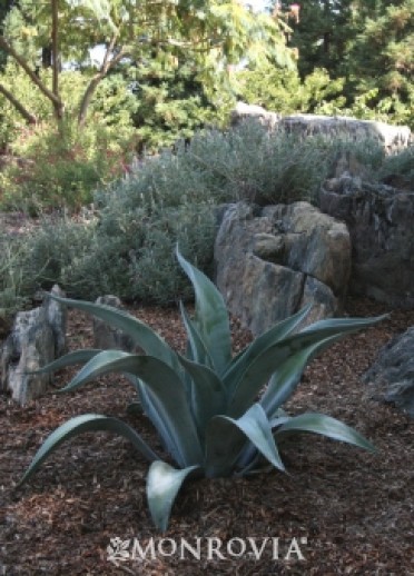 Agave 'Weber's'