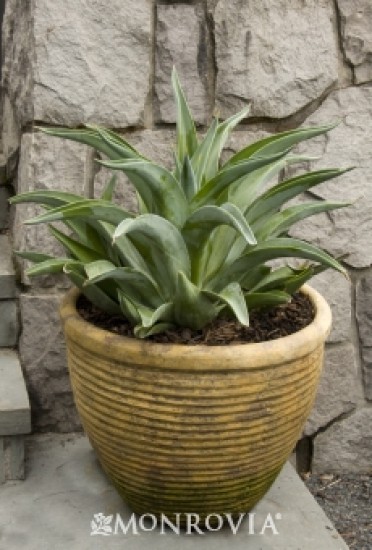 Agave Dwarf 