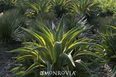 Agave Variegated Dwarf 