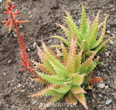 Aloe 'Sunset'