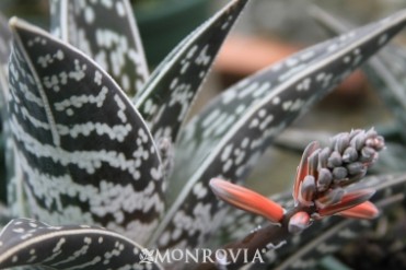 Aloe 'Tiger'