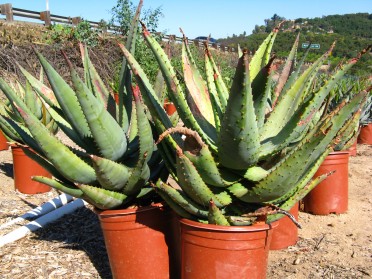 Aloe ferox 'Cape Aloe' 