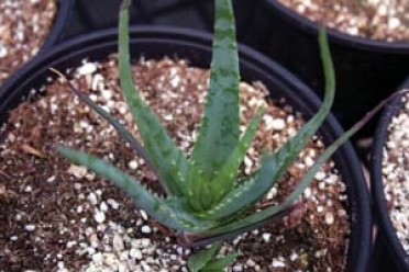 Aloe hybrid 'Blue Elf'