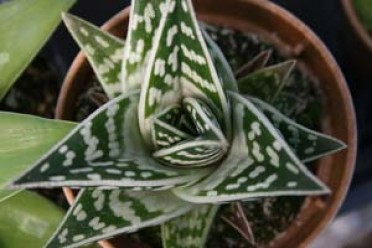 Aloe variegata haworthii 'Tiger Aloe'