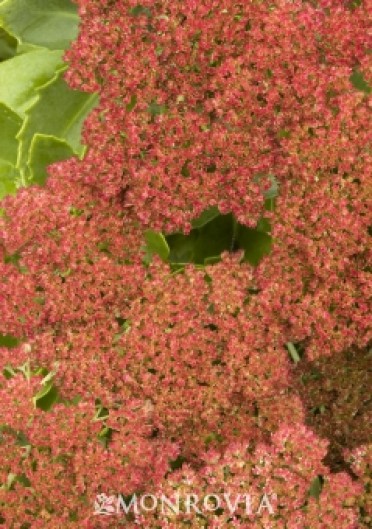 Autumn Fire Stonecrop