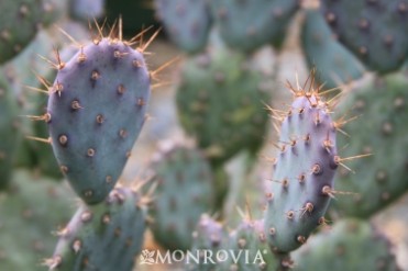 Baby Rita Prickly Pear