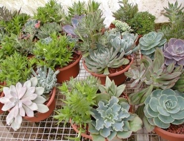 Baja Bowl of Succulents in Deco Pot