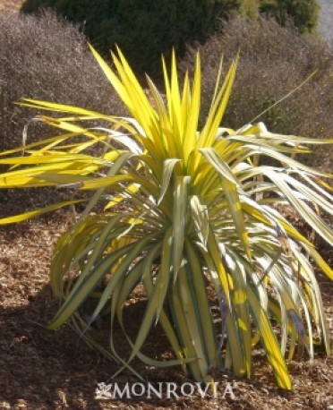 Banana Split® Soft Leaf Yucca