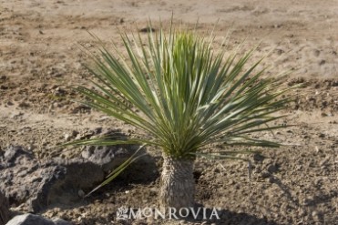 Blue Beaked Yucca