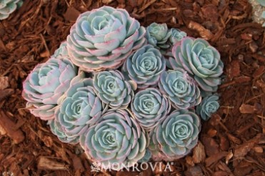 Blue Rose Echeveria