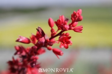 Brakelights(R) Red Yucca