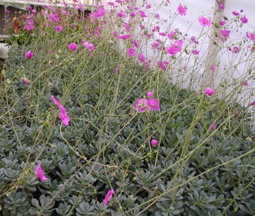 Calandrinia spectabilis 'Rock Purslane'