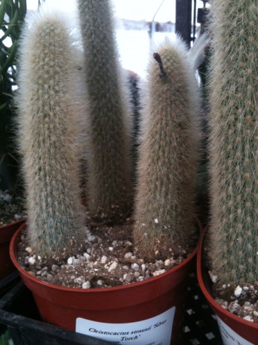 Cleistocactus strausii 'Silver Torch'