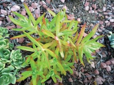 Crassula coccinea 'Campfire'