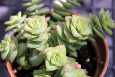 Crassula conjuncta 'String of Buttons'