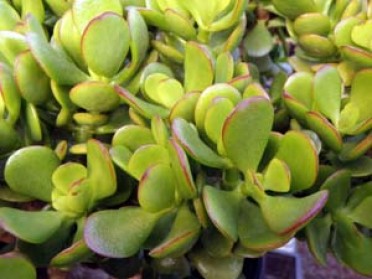 Crassula ovata 'Baby Jade'