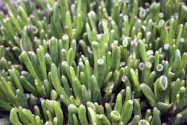 Crassula ovata 'Gollum Jade'