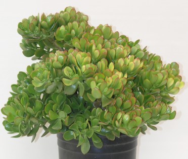 Crassula ovata 'Jade'