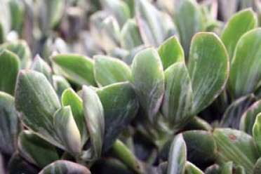 Crassula ovata 'Variegated Jade'