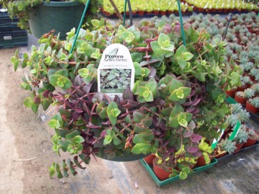 Crassula pellucida 'Purple'