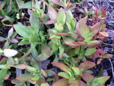 Crassula radicans 'Large Red Carpet Stonecrop'