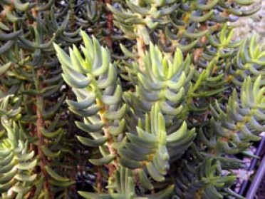 Crassula tetragona 'Miniature Pine Tree'