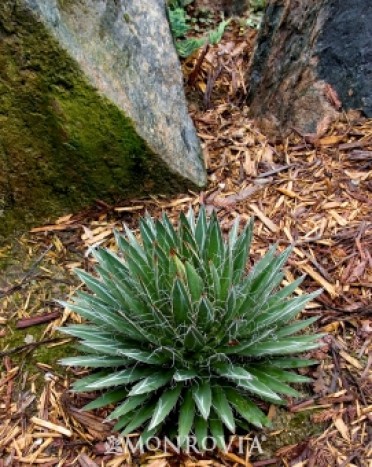 Durango Delight(TM) Agave