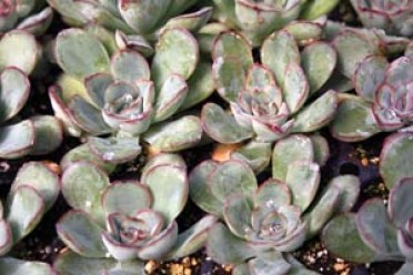 Echeveria 'Deranosa'