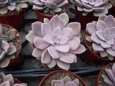 Echeveria 'Perle von Nurnberg'