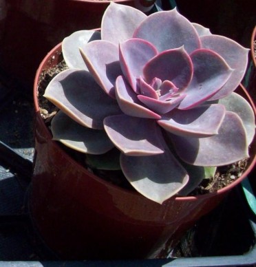 Echeveria agavoides 'Metallica'