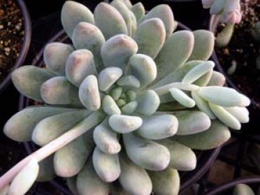 Echeveria glauca 'Blue Echeveria'