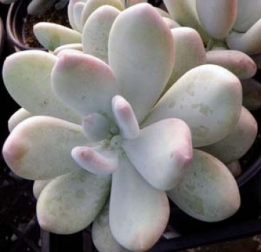 Echeveria hybrid 'Round Leaf'