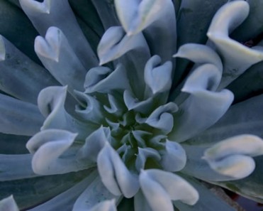 Echeveria runyonii 'Topsy Turvy'