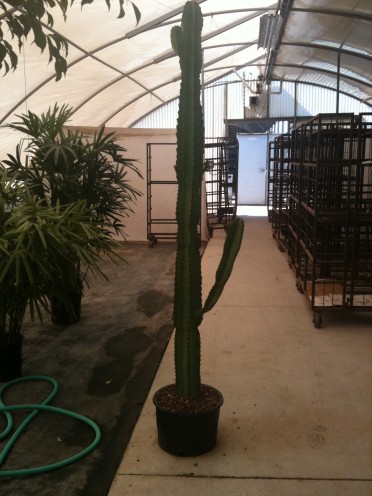 Euphorbia ingens 'Giant African Candelabra Tree'