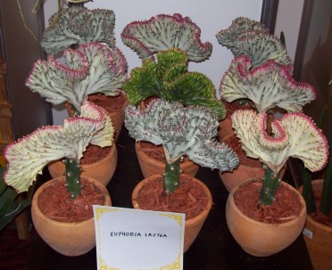 Euphorbia lancea