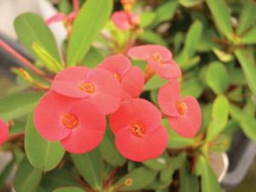 Euphorbia milii 'Crown of Thorns Apache'