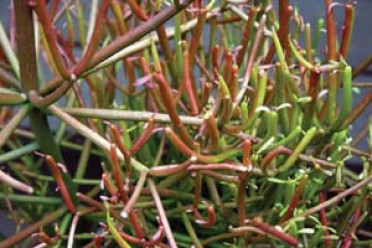 Euphorbia tirucalli 'Fire Sticks'