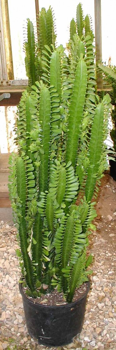 Euphorbia trigona 'Lucky Plant'