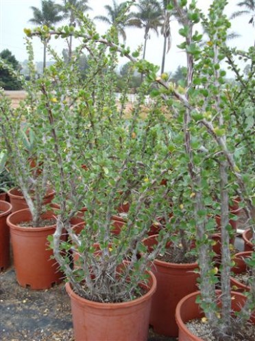 Fouquieria 'Ocotillo'