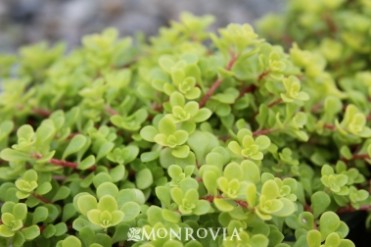 Golden Japanese Stonecrop