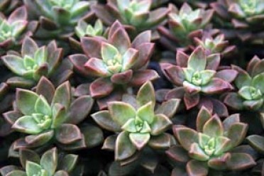 Graptopetalum 'Rosa'