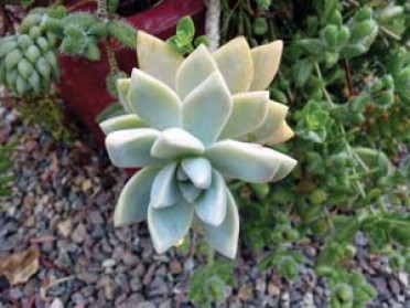 Graptopetalum paraguayense 'Ghost'