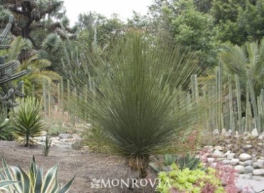 Grass Tree Mexican 