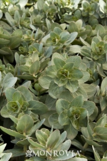 Hab Gray Stonecrop