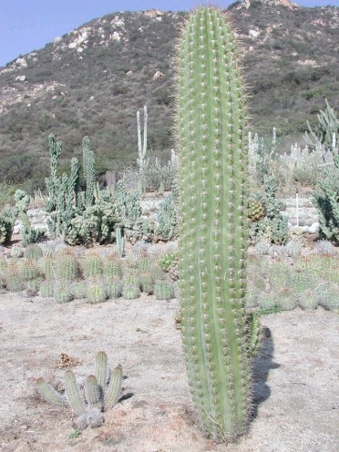 Helianthocereus terscheckii 'Fat Boy Cactus'